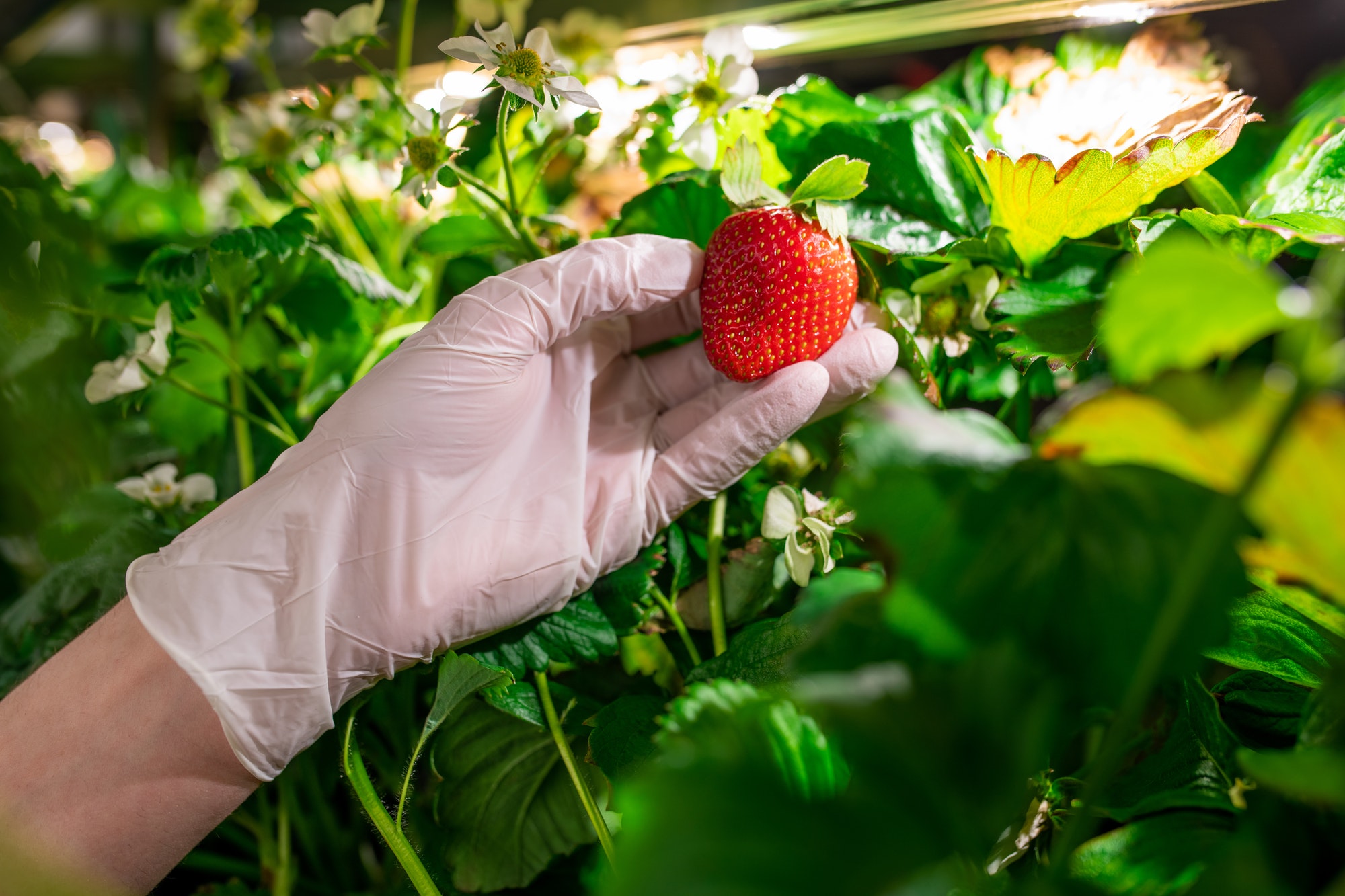 Gloved hand of young worker of vertical farm or greenhouse holding red ripe strawberry